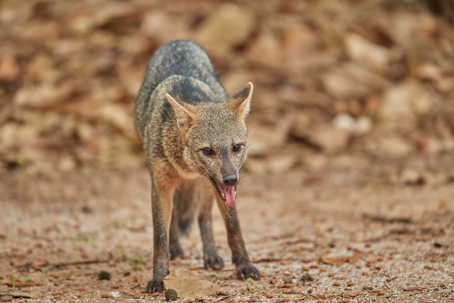 WALDFUCHS – CRAB-EATING FOX