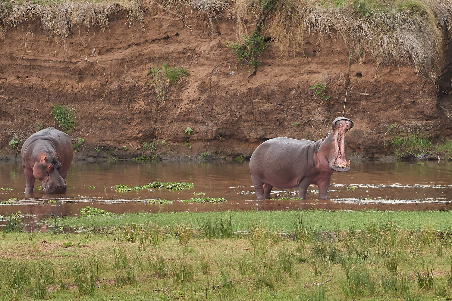 FLUSSPFERD – HIPPO