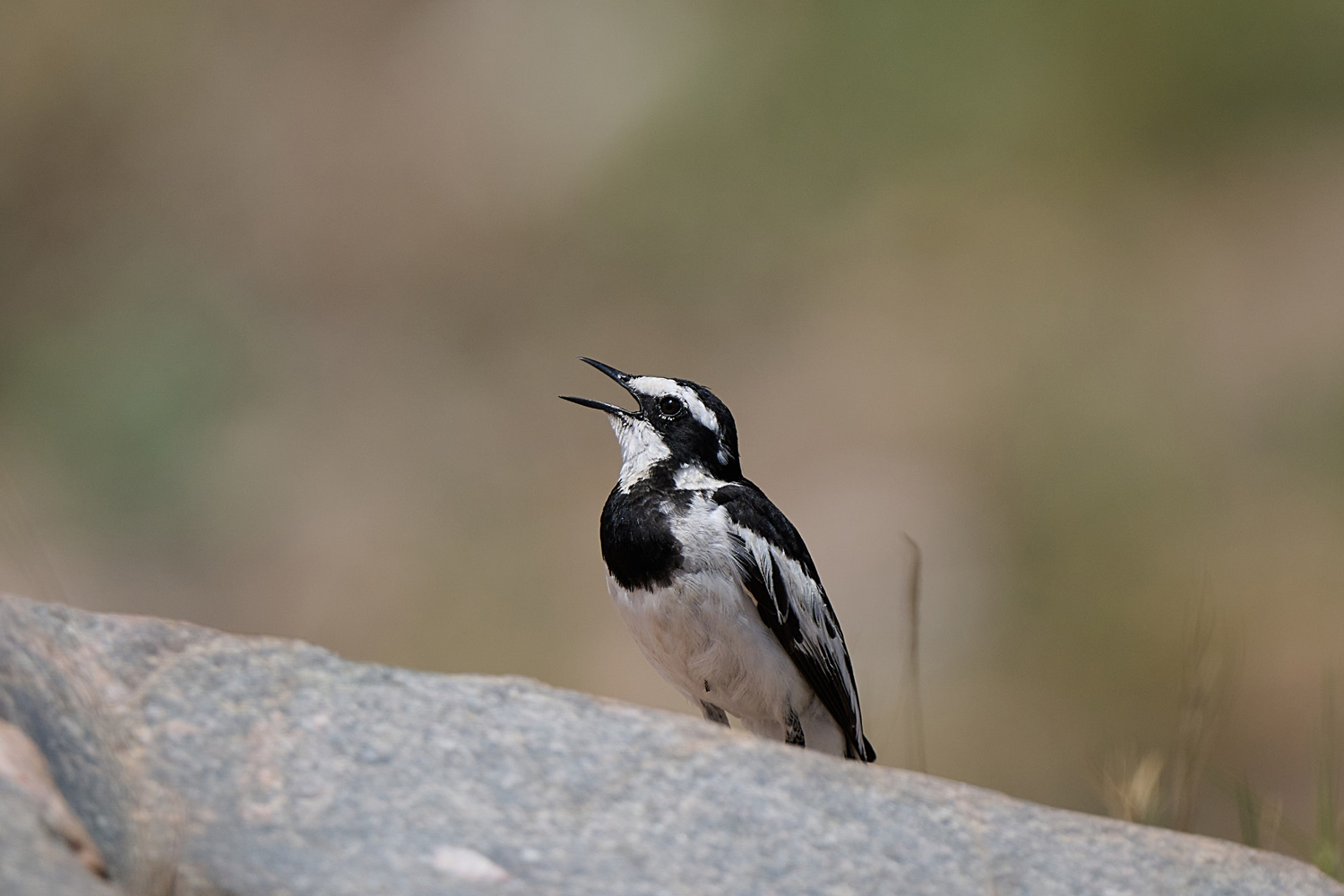 WITWENSTELZE – AFRICAN PIED WAGTAIL