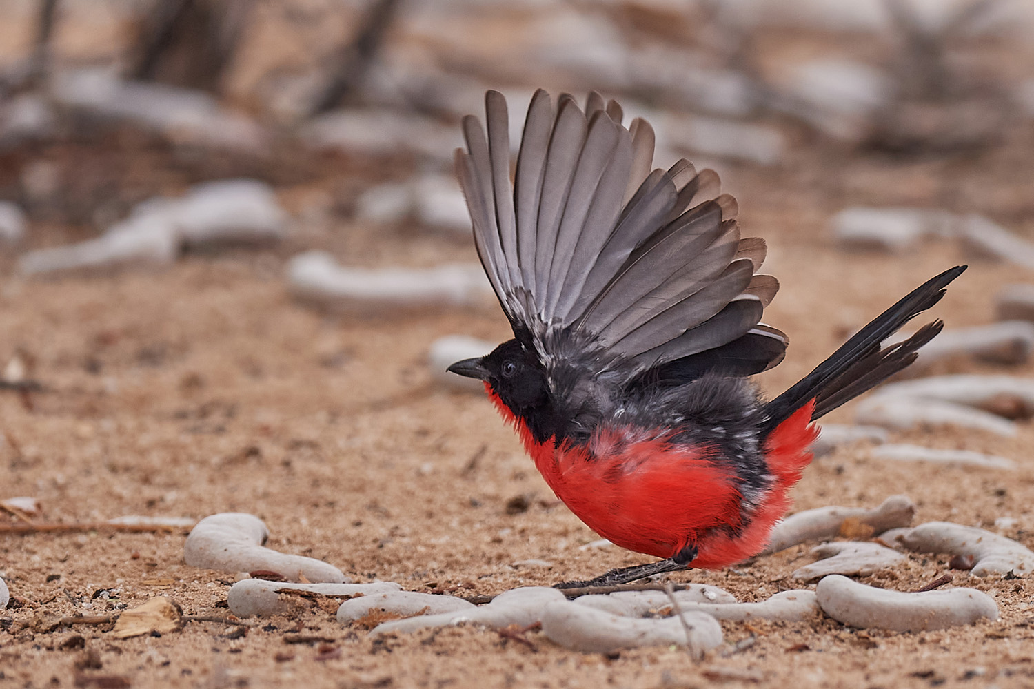 ROTBAUCHWÜRGER – CRIMSON-BREASTED SHRIKE