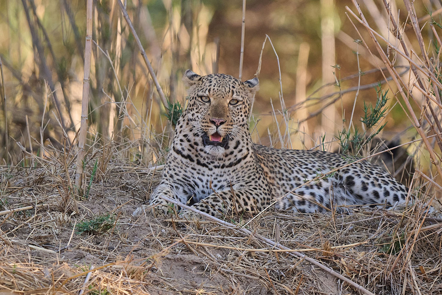 LEOPARD