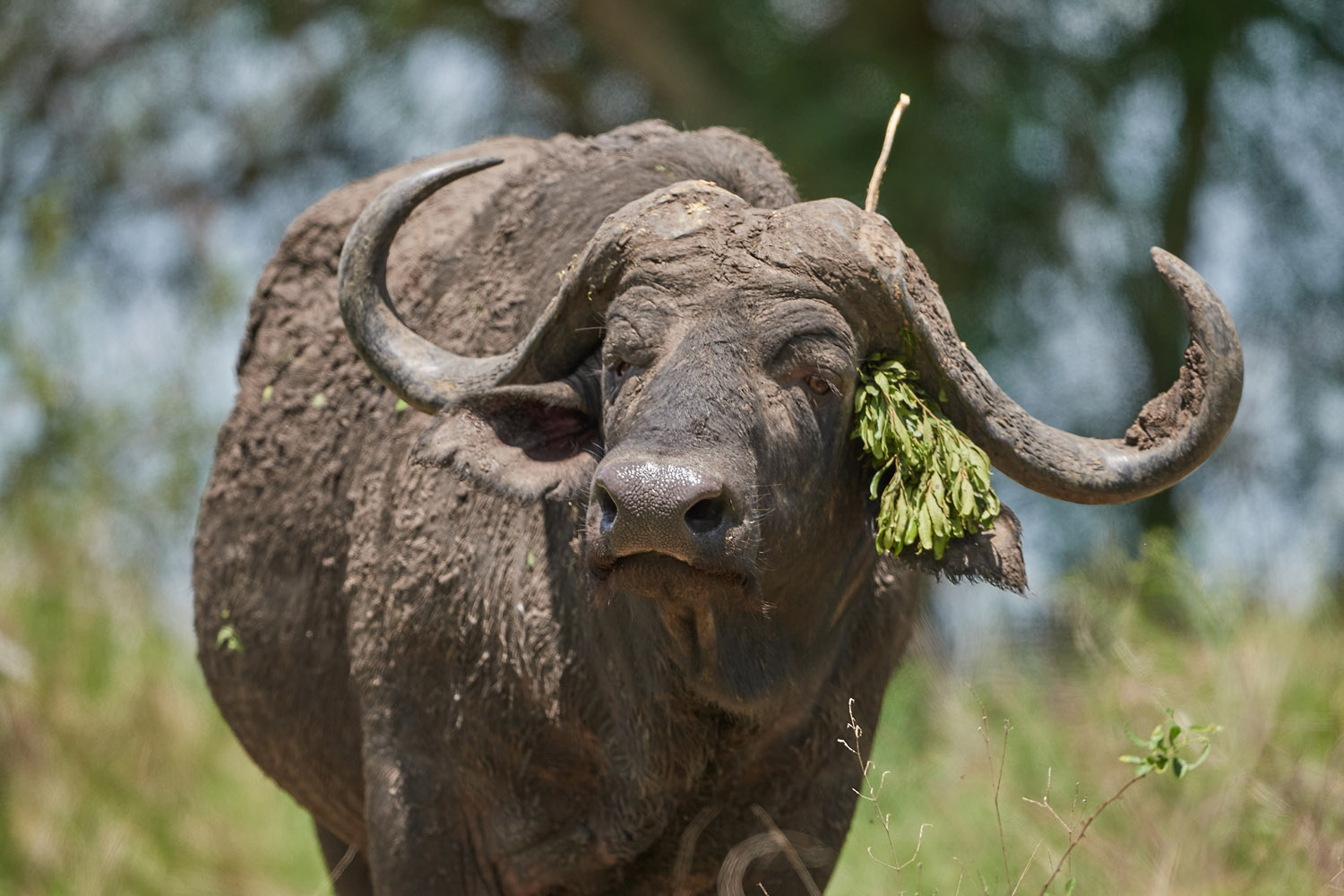 KAPBÜFFEL - CAPE BUFFALO