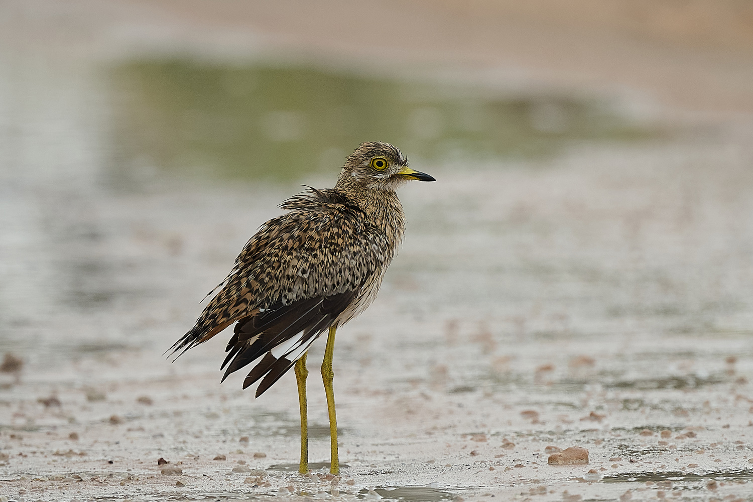 KAPTRIEL – SPOTTED THICK-KNEE