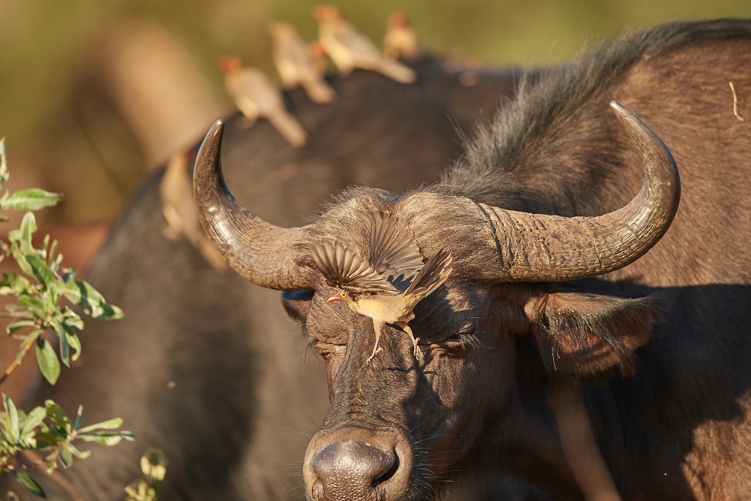 KAPBÜFFEL - CAPE BUFFALO