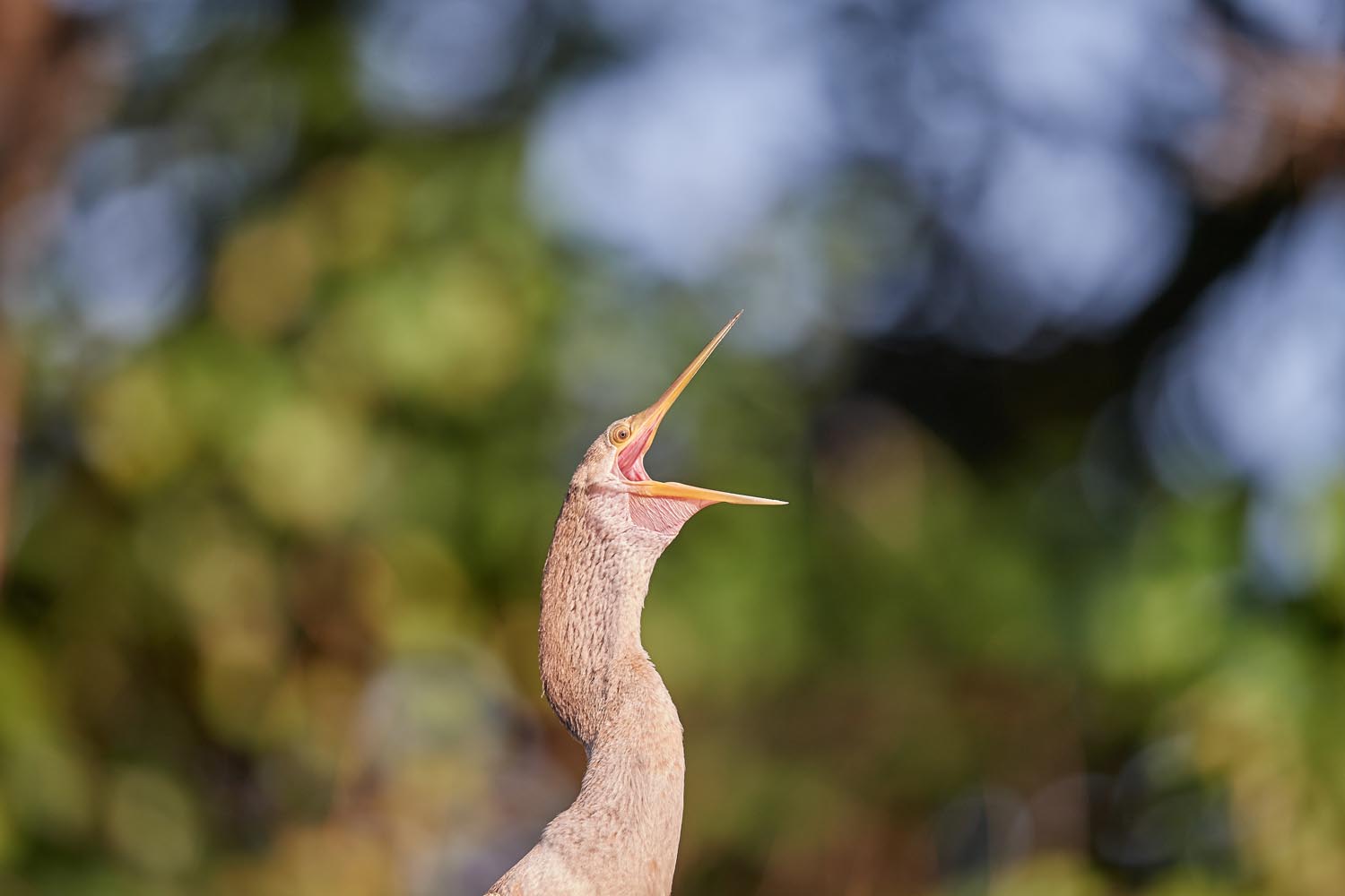 SCHLANGENHALSVOGEL – ANHINGA