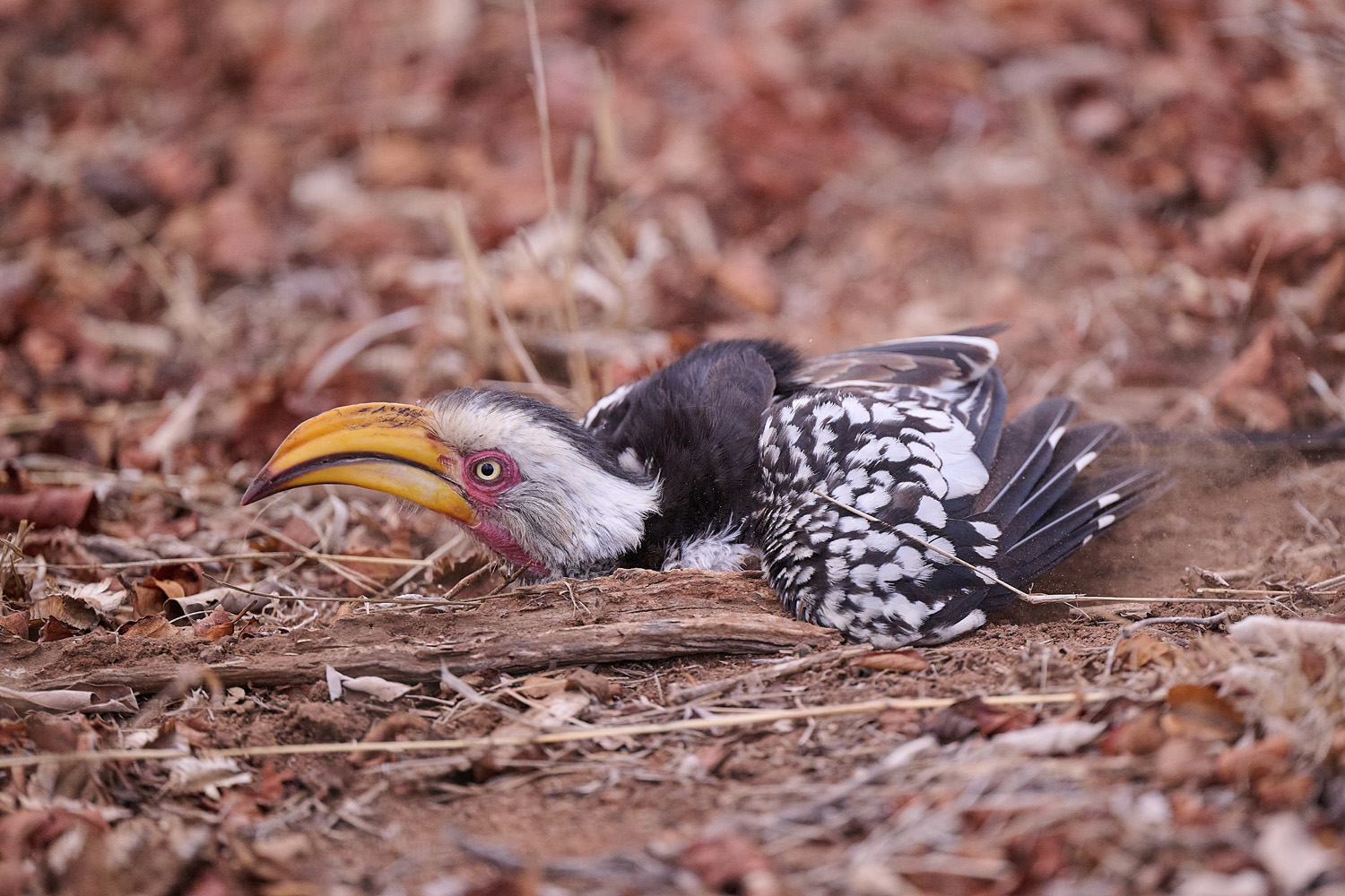 GELBSCHNABELTOKO - YELLOW-BILLED HORNBILL