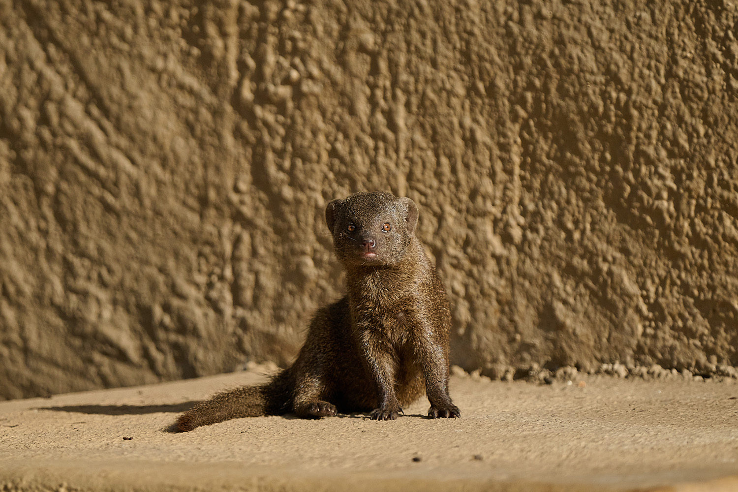 ZWERGMANGUSTE - DWARF MONGOOSE