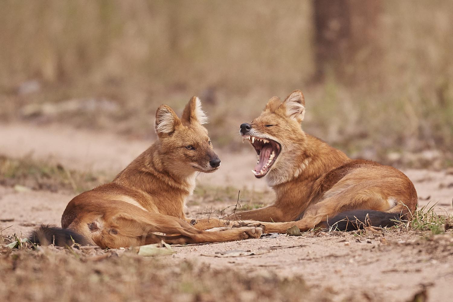 ASIATISCHER WILDHUND - ASIATIC WILD DOG