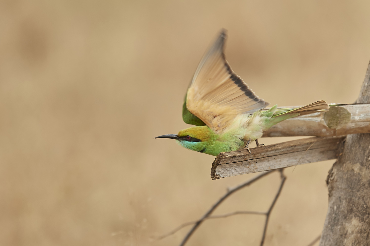 SMARAGDSPINT - GREEN BEE-EATER