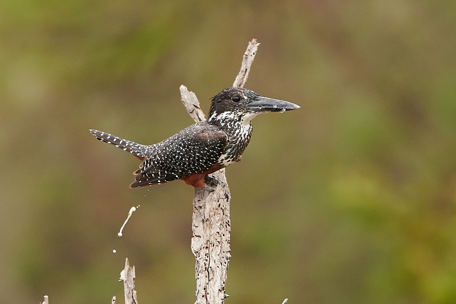 RIESENFISCHER - GIANT KINGFISHER