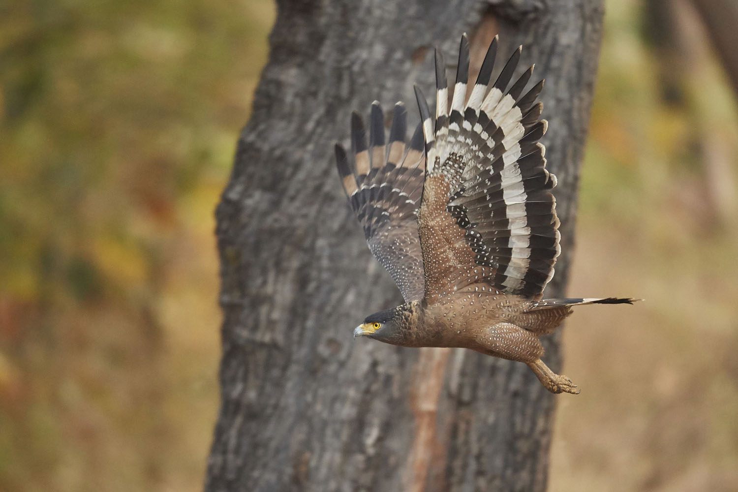 SCHLANGENWEIHE - CRESTED SERPENT EAGLE