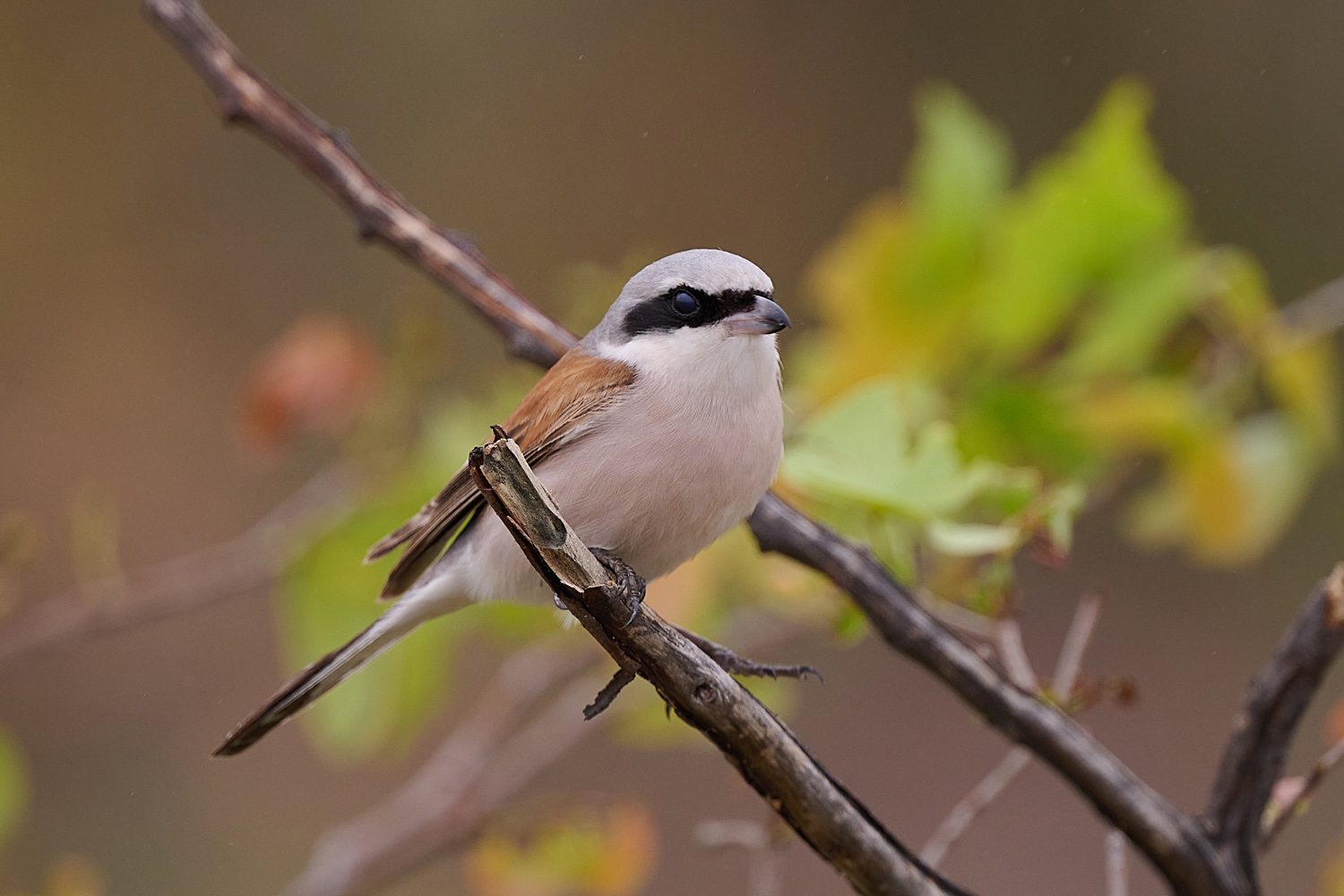 NEUNTÖTER – RED-BACKED SHRIKE