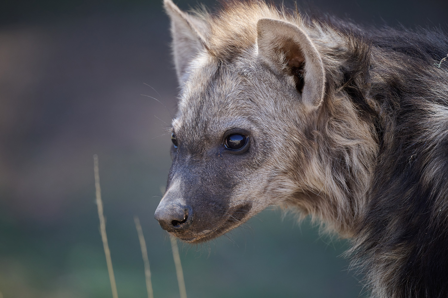 TÜPFELHYÄNE – SPOTTED HYENA