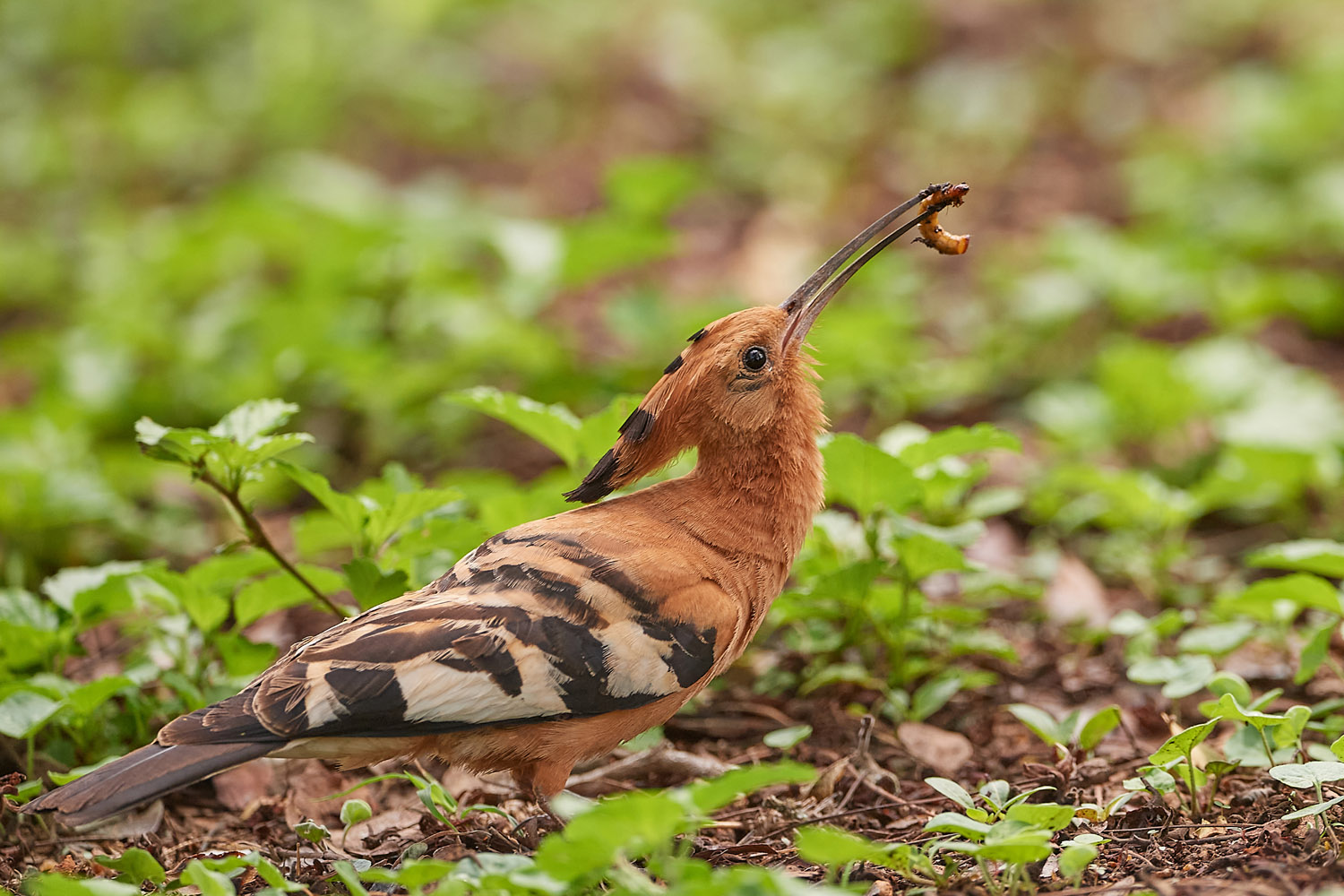 AFRIKANISCHER WIEDEHOPF - AFRICAN HOOPOE