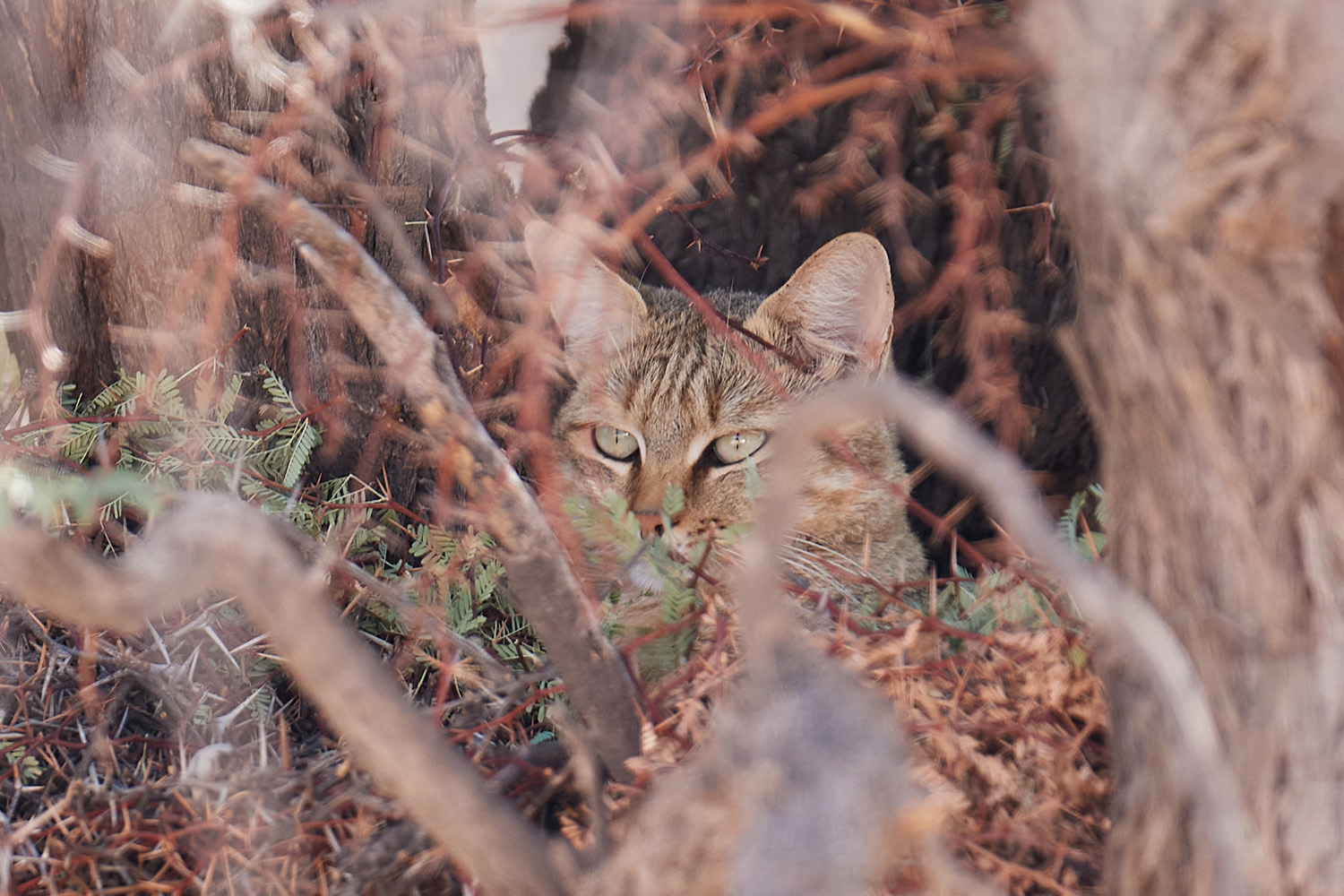 AFRIKANISCHE WILDKATZE – AFRICAN WILDCAT