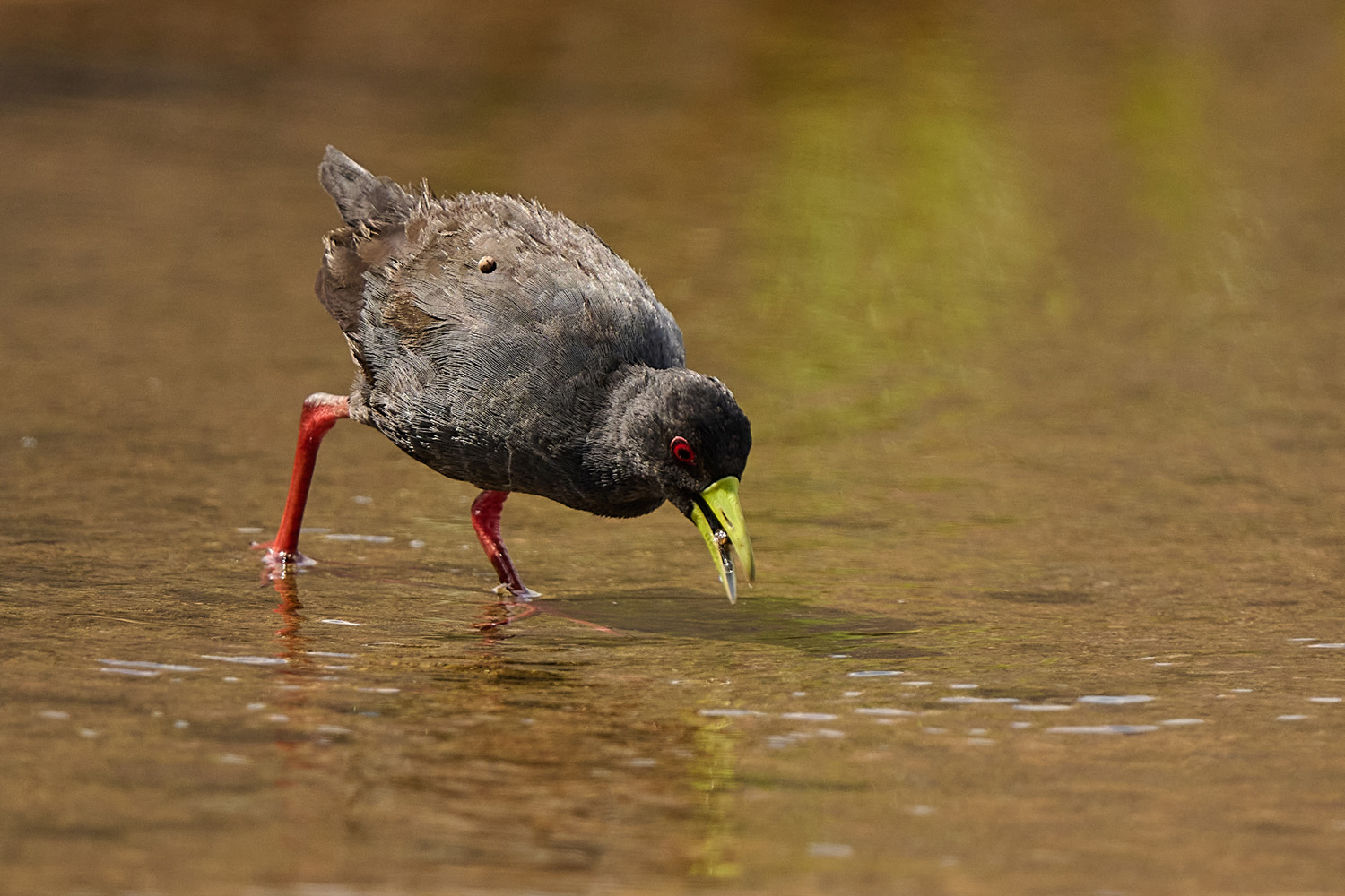 MOHRENSUMPFHUHN – AFRICAN BLACK CRAKE