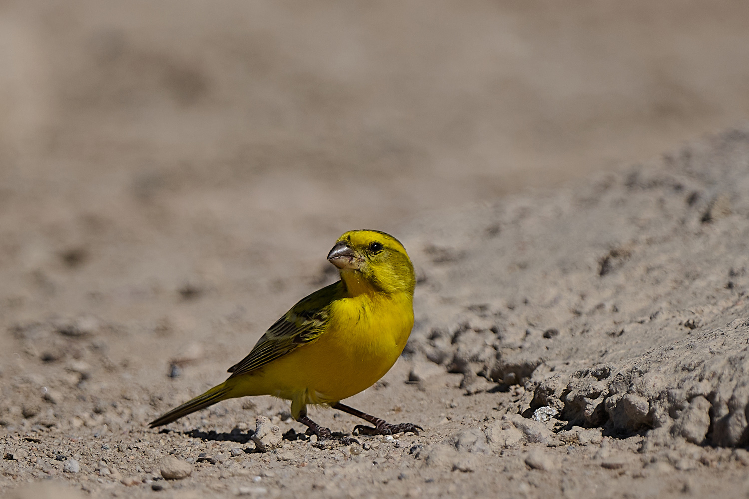GELBBAUCHGIRLITZ – YELLOW CANARY