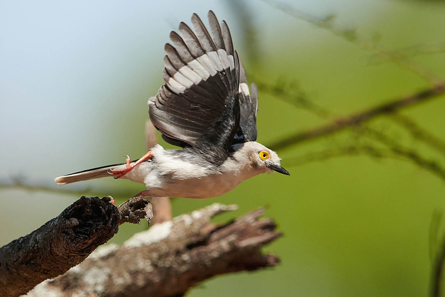 BRILLENWÜRGER - WHITE-CRESTED HELMET-SHRIKE