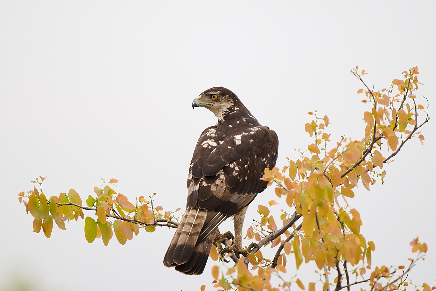 AFRIKANISCHER HABICHTSADLER - AFRICAN HAWK-EAGLE