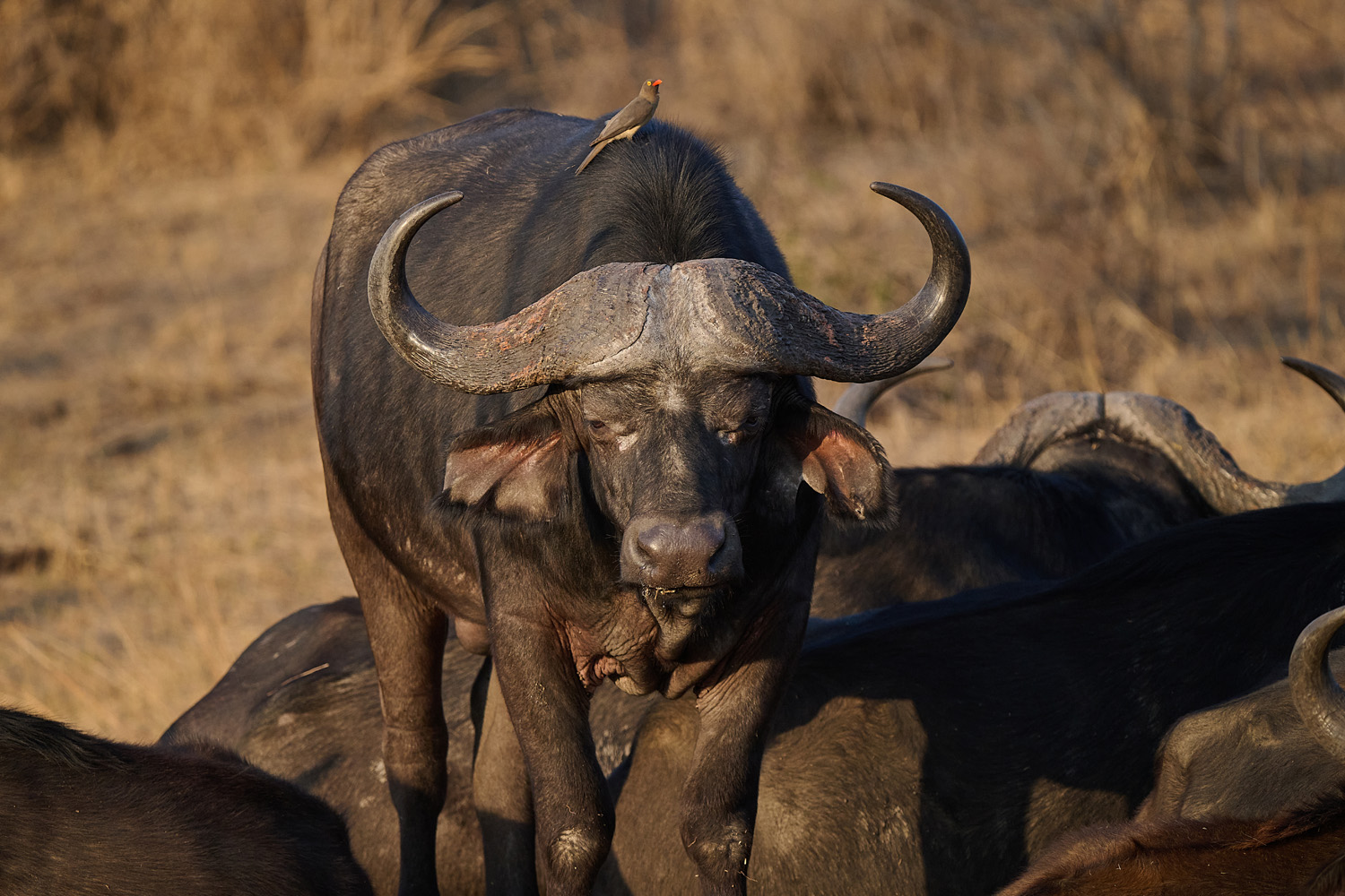 KAPBÜFFEL - CAPE BUFFALO