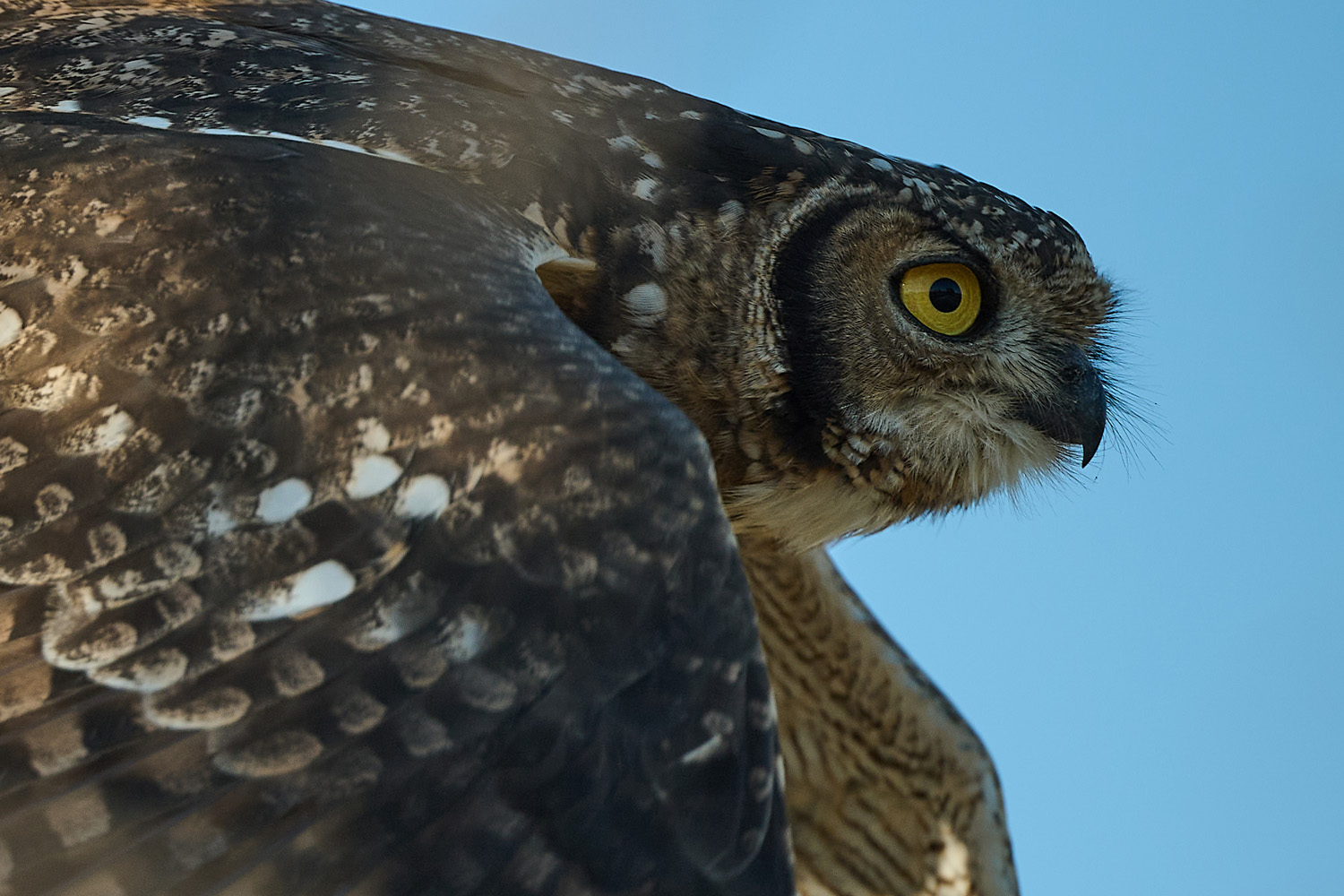 FLECKENUHU – SPOTTED EAGLE OWL