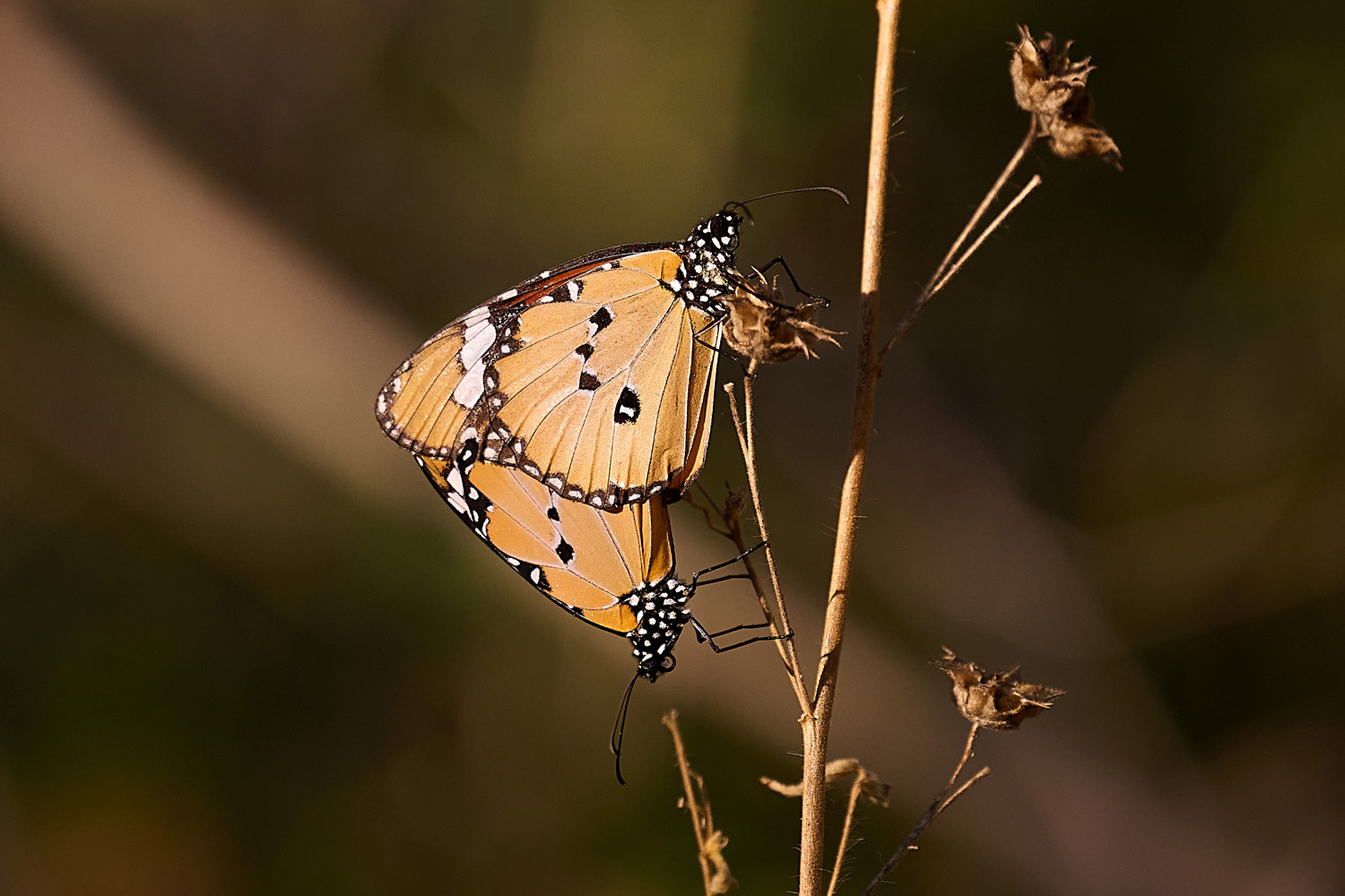 AFRIKANISCHER MONARCHFALTER - AFRICAN MONARCH