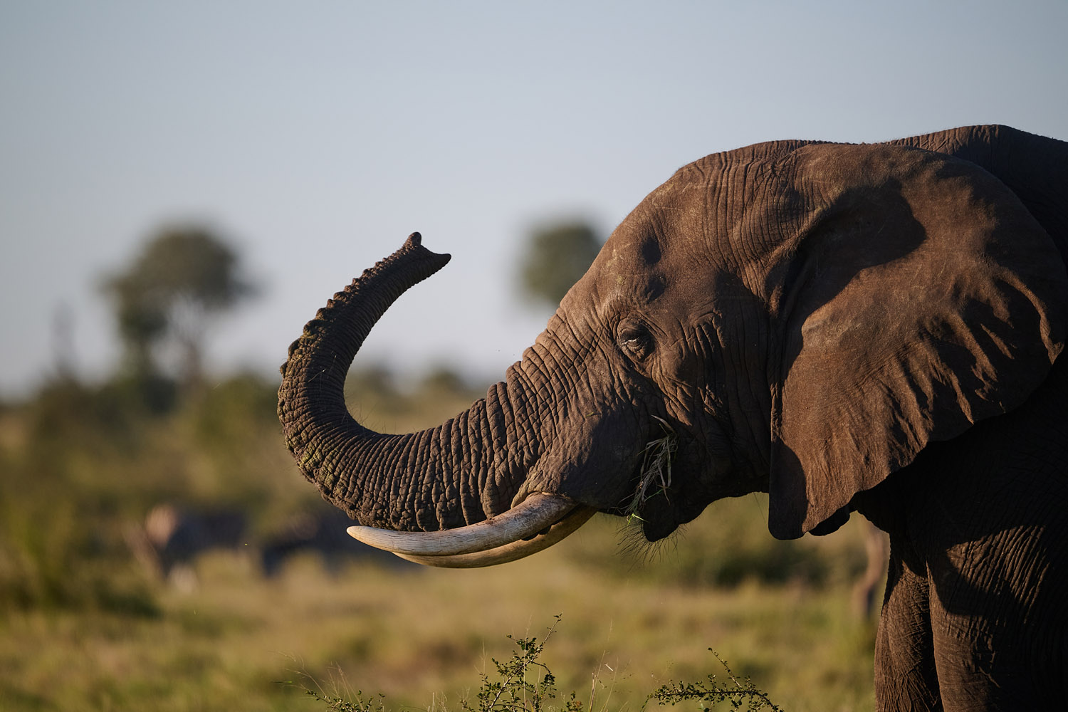 ELEFANT - ELEPHANT