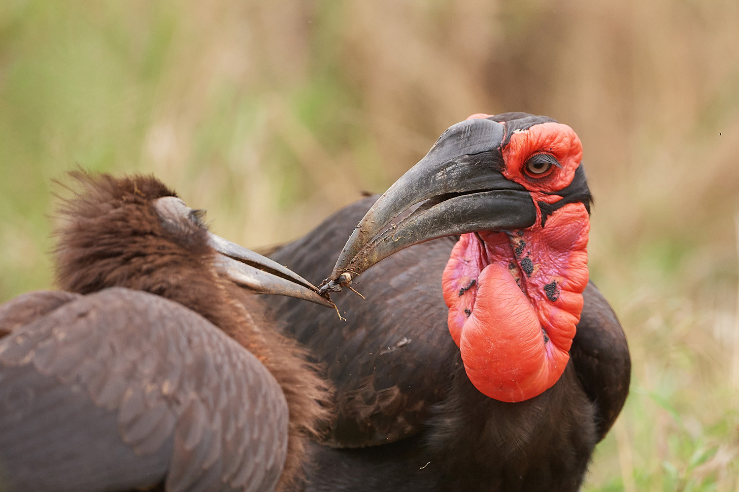 HORNRABE - SOUTHERN GROUND-HORNBILL