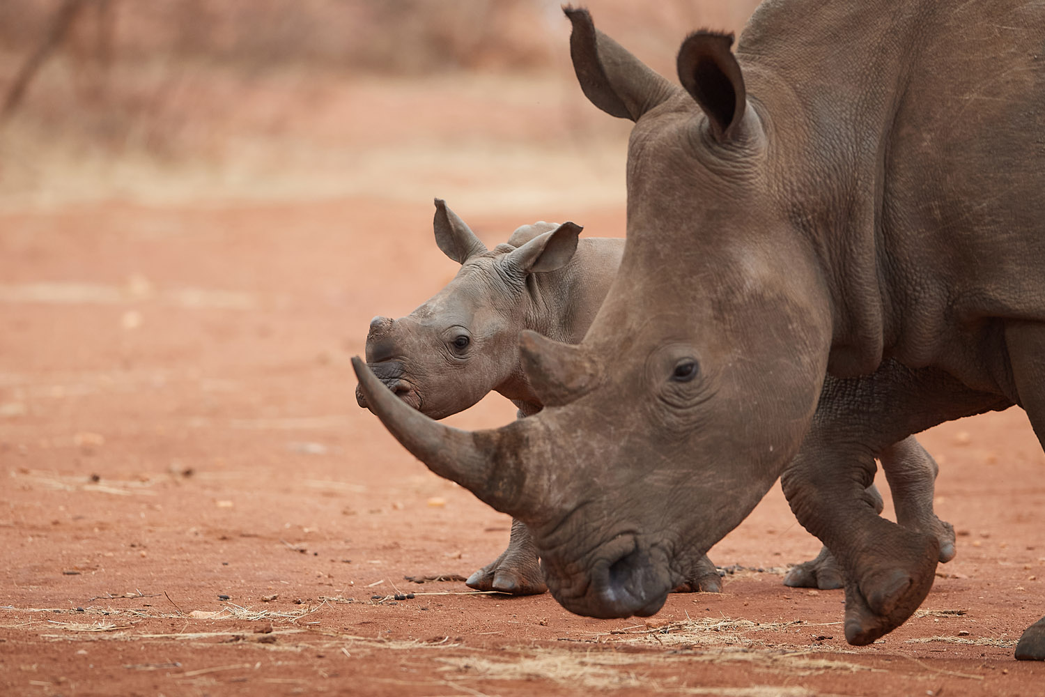 BREITMAULNASHORN - WHITE RHINO