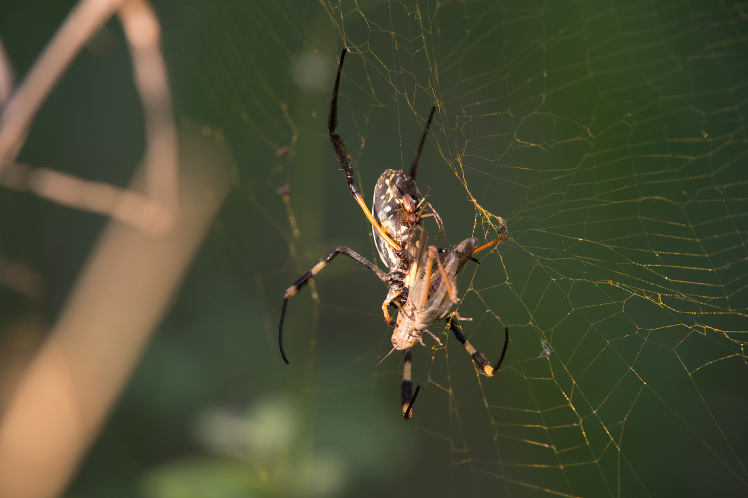 SEIDENSPINNE - GOLDEN ORB SPIDER ♀ + ♂