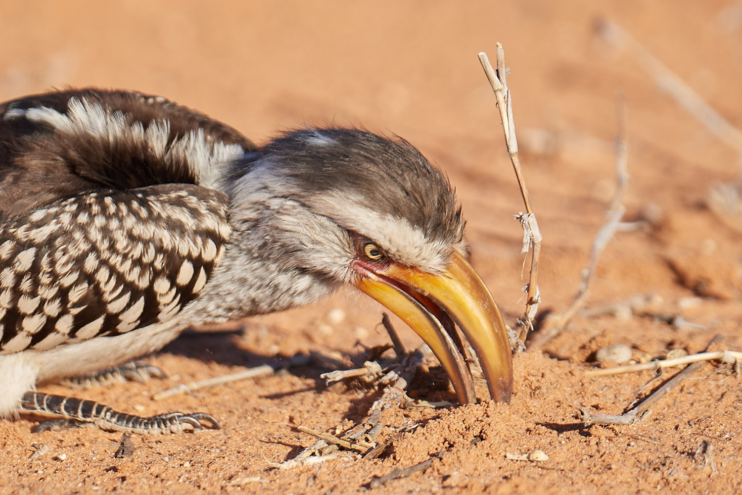 GELBSCHNABELTOKO - YELLOW-BILLED HORNBILL