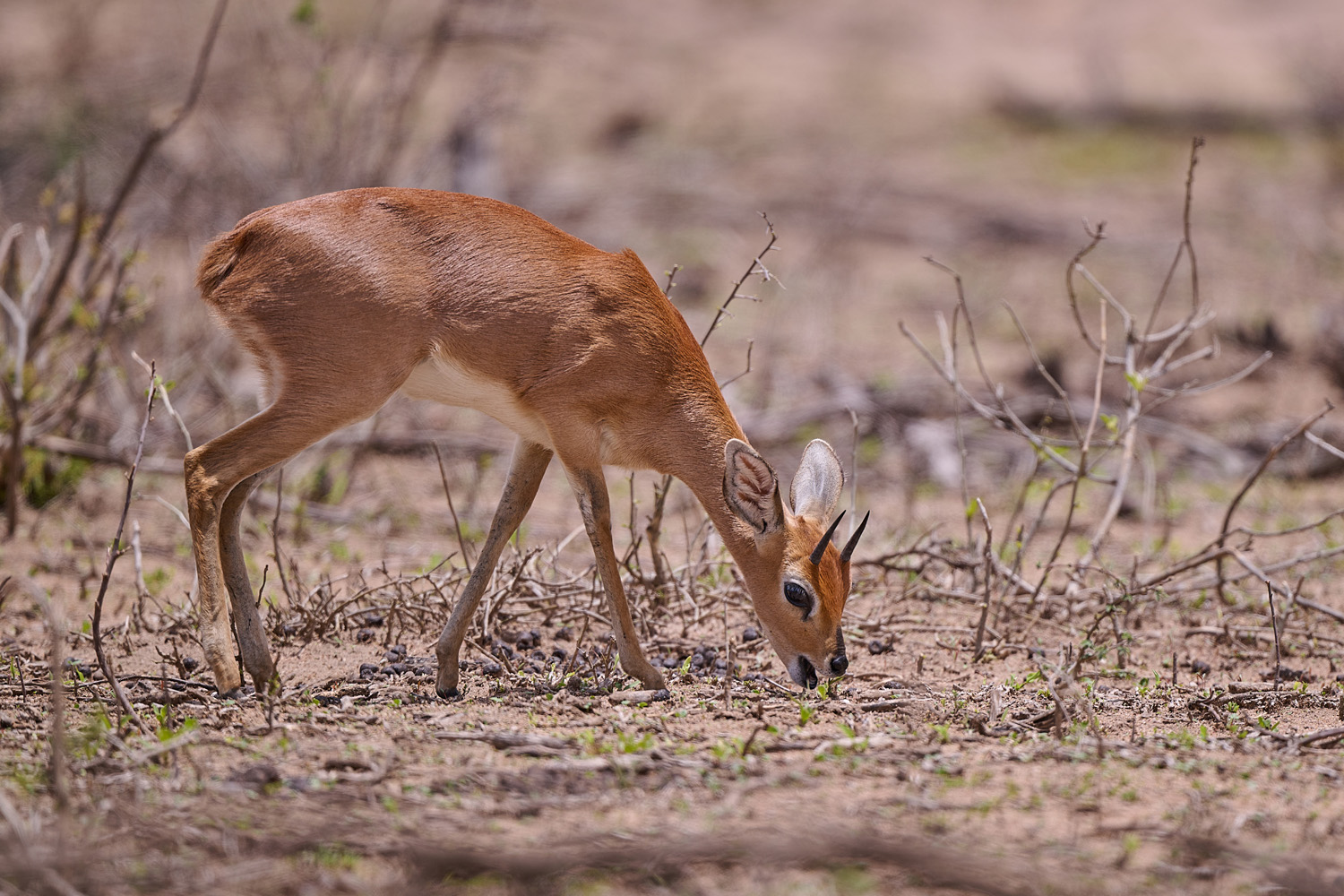STEINBÖCKCHEN – STEENBOK