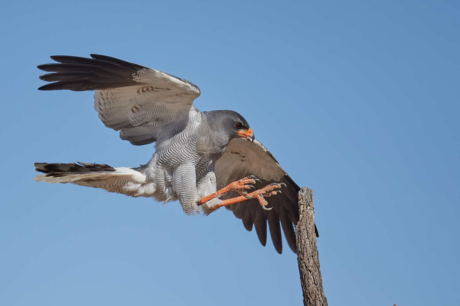 GRAUBÜRZEL-SINGHABICHT - DARK CHANTING GOSHAWK