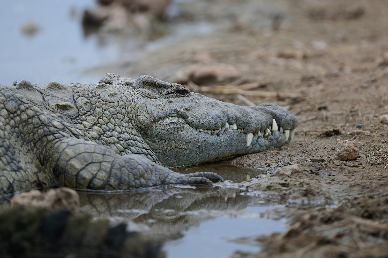NILKROKODIL - CROCODILE