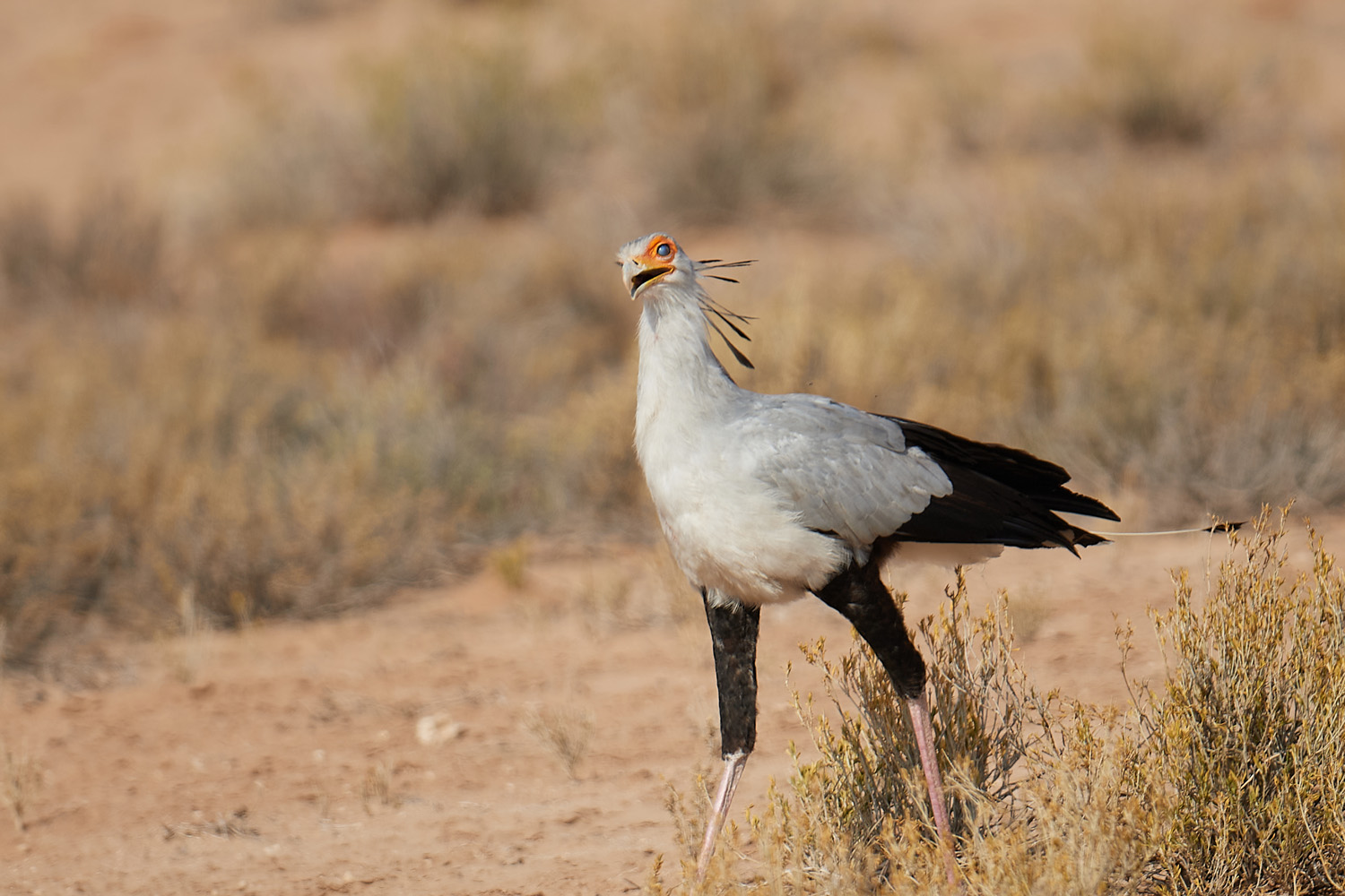 SEKRETÄR - SECRETARYBIRD