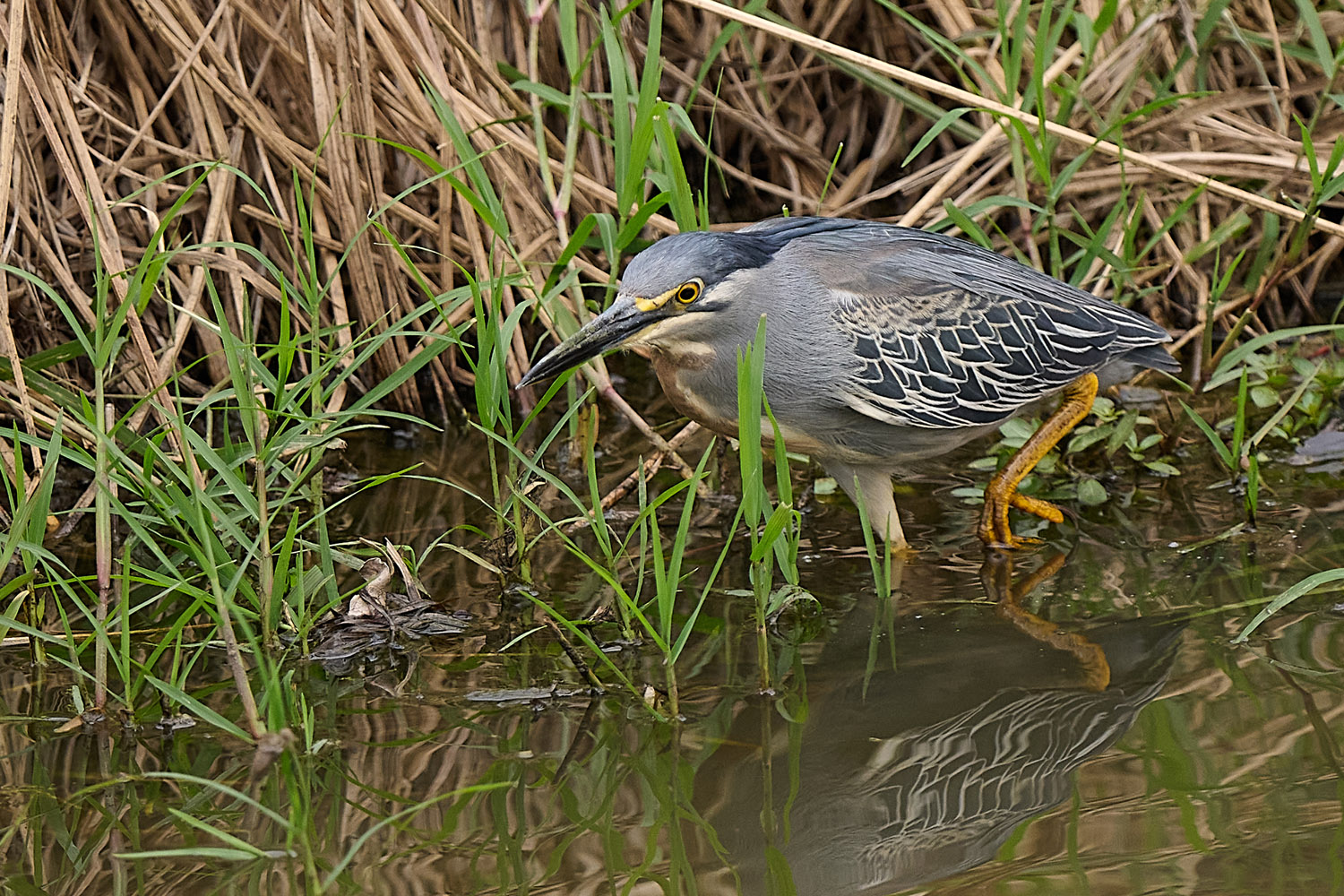 MANGROVENREIHER - GREEN-BACKED HERON