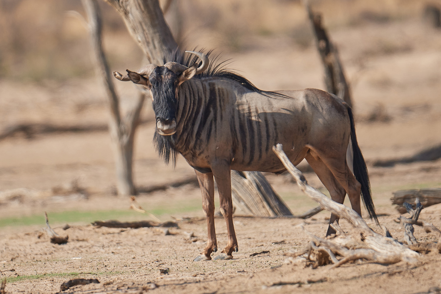 GNU – WILDEBEEST