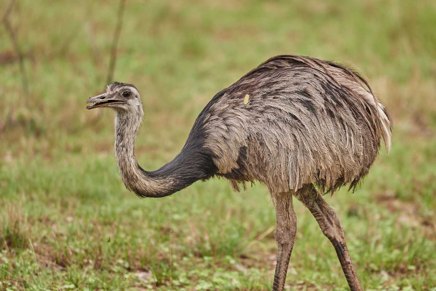 NANDU – GREATHER RHEA