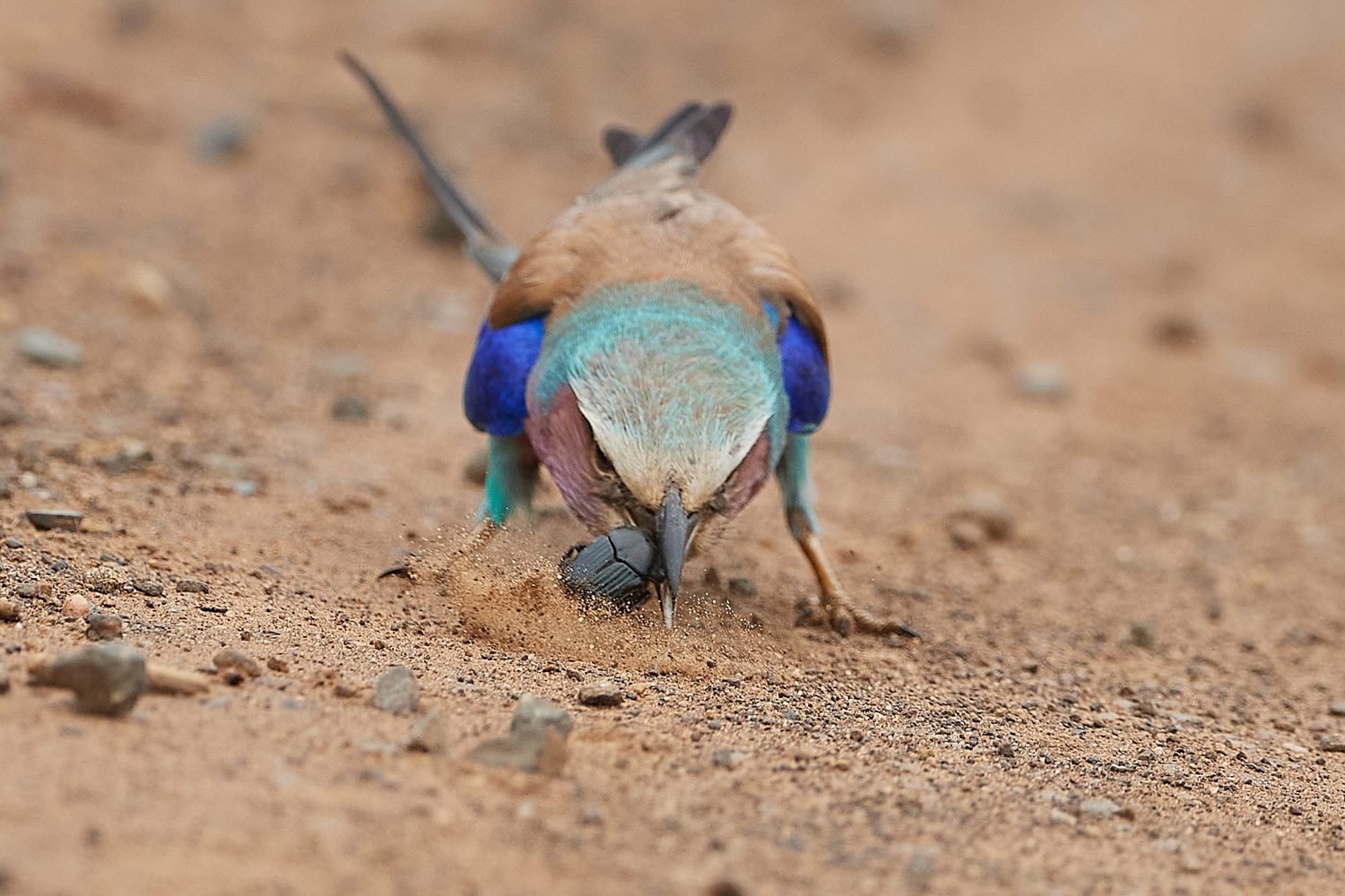 GABELRACKE - LILAC-BREASTED ROLLER