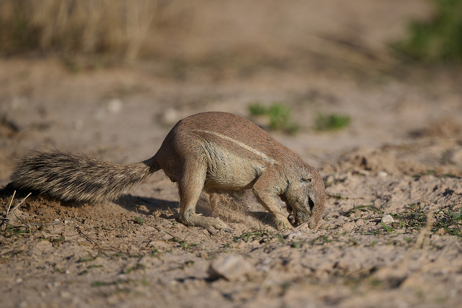 KAP-BORSTENHÖRNCHEN – SOUTH AFRICAN GROUND SQUIRREL