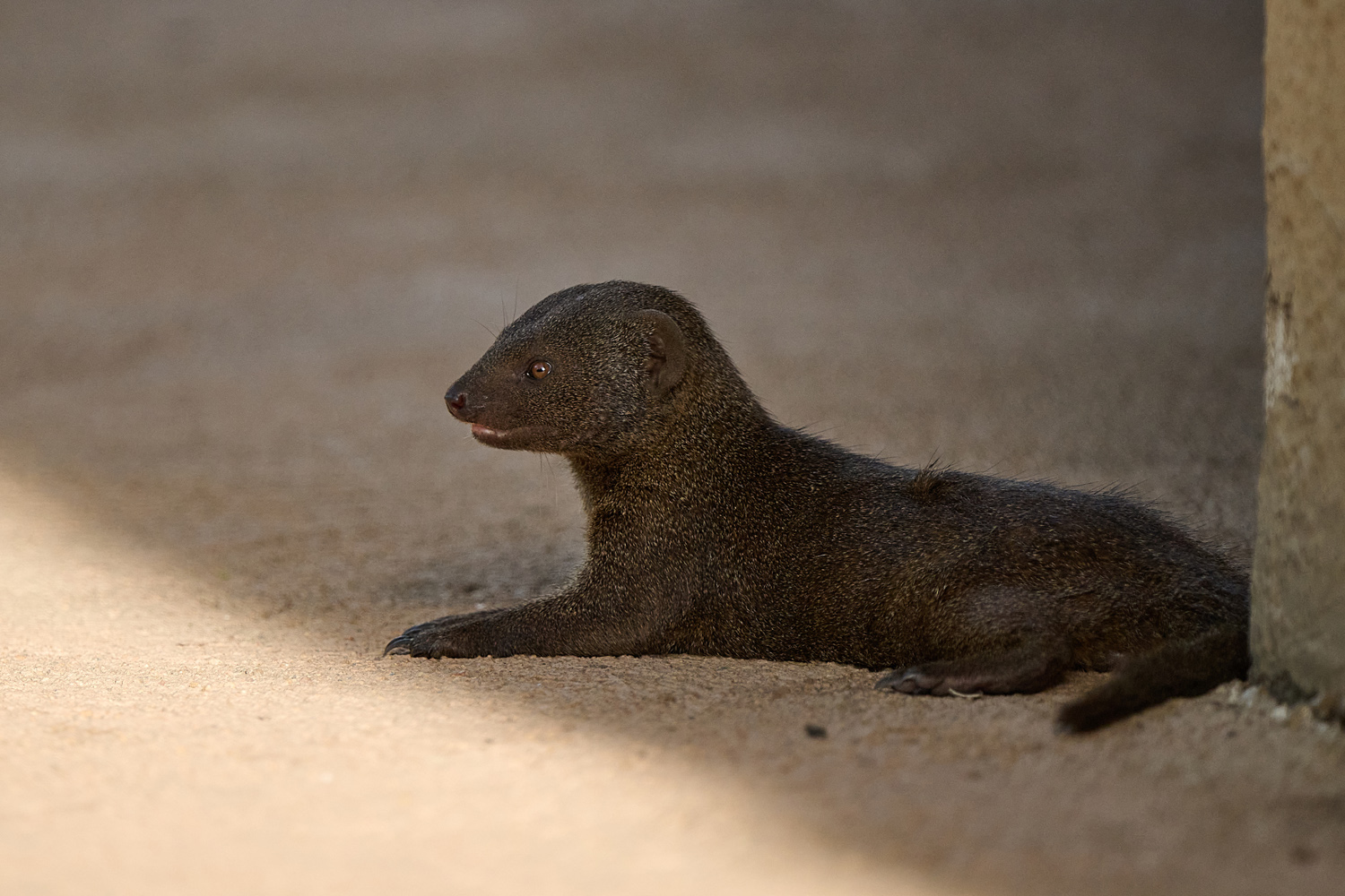 ZWERGMANGUSTE - DWARF MONGOOSE