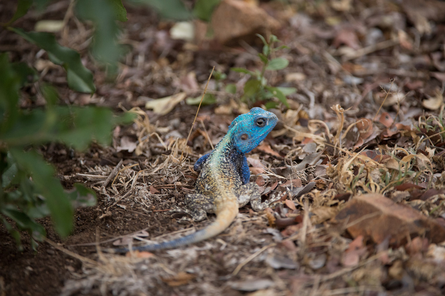 BLAUKEHLAGAME - SOUTHERN TREE AGAMA