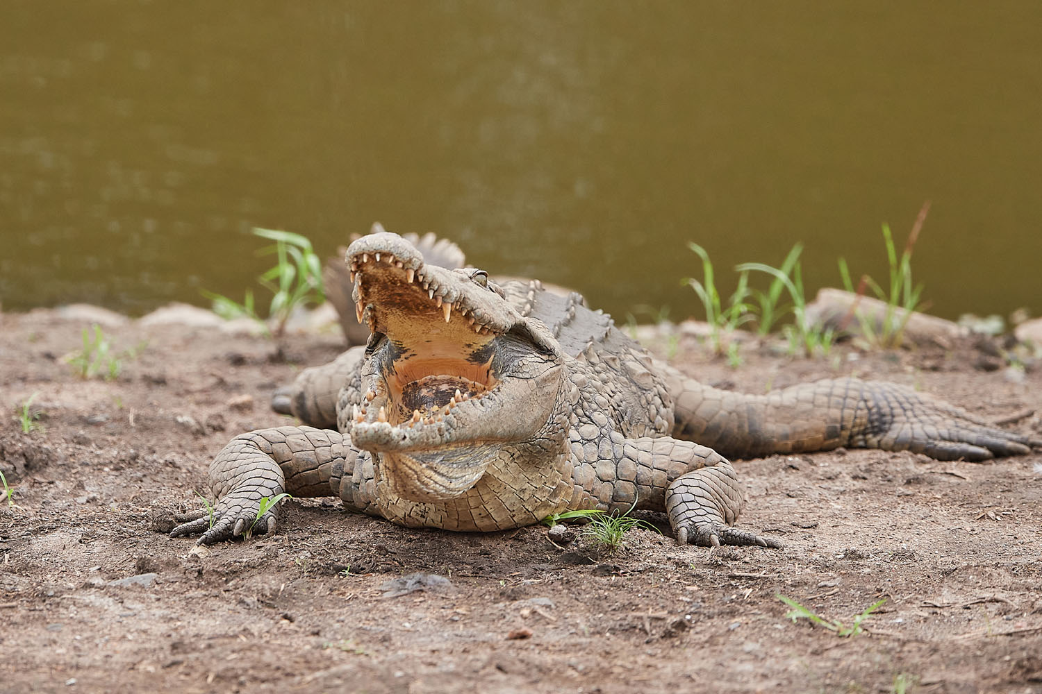 NILKROKODIL - CROCODILE