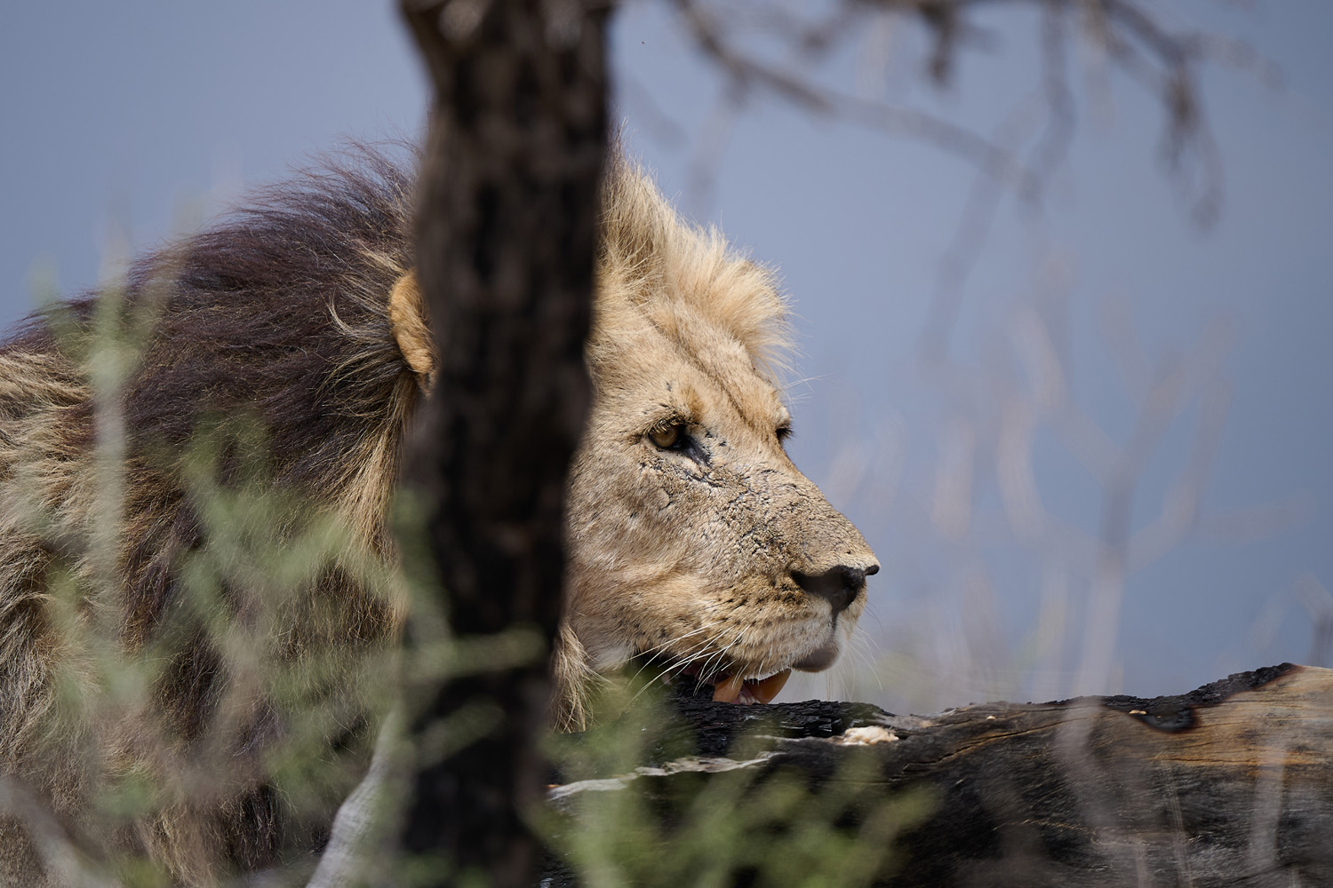LÖWE - LION
