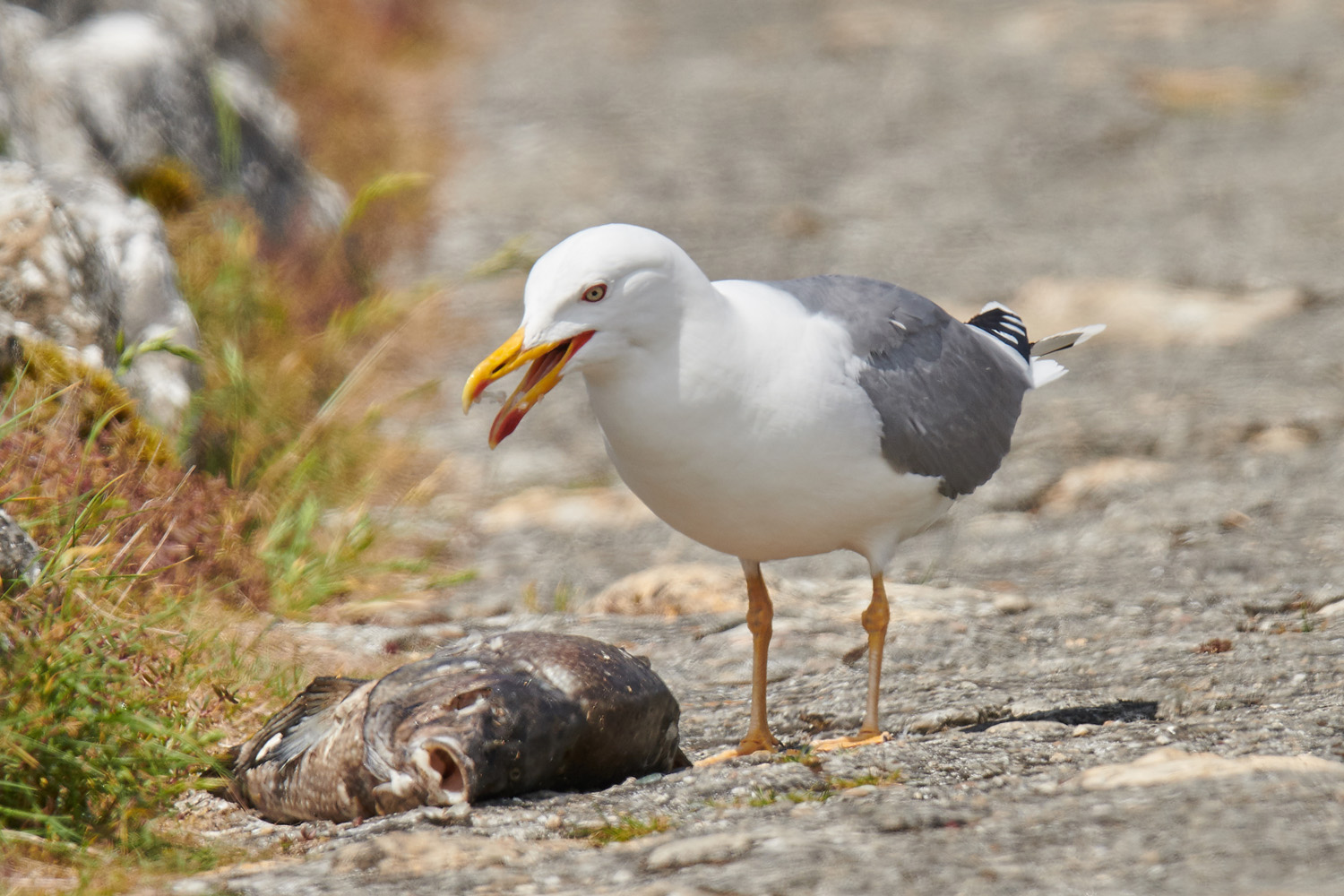 MITTELMEERMÖWE – YELLOW-LEGGED GULL