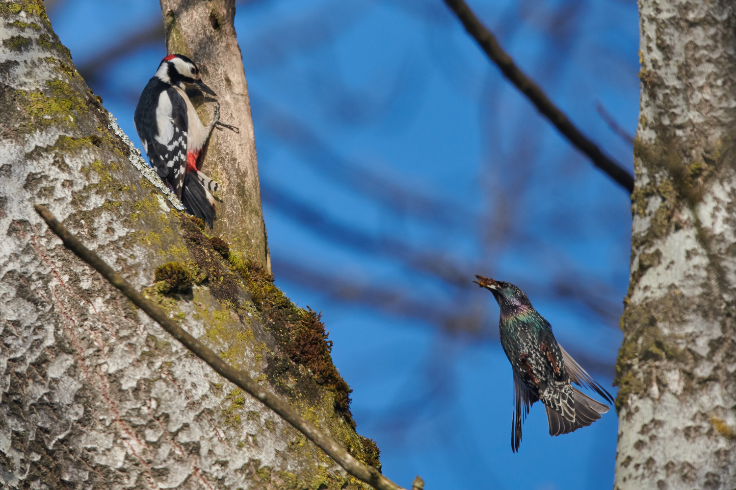 BUNTSPECHT/STAR - GREAT SPOTTED WOODPECKER/STARLING