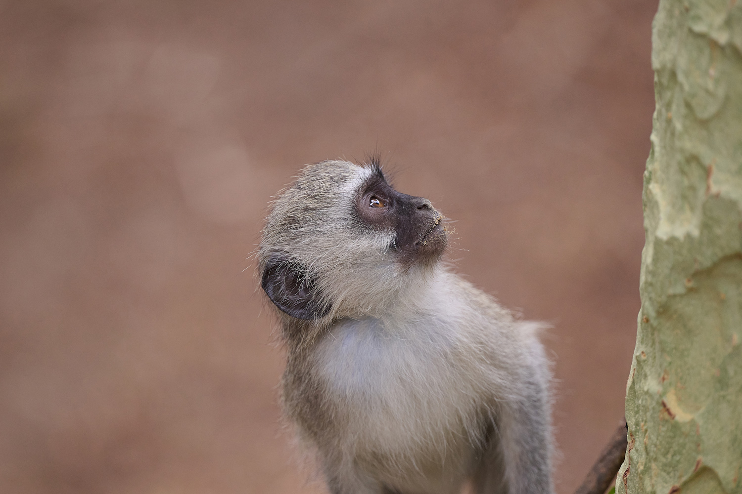 GRÜNMEERKATZE - VERVET MONKEY