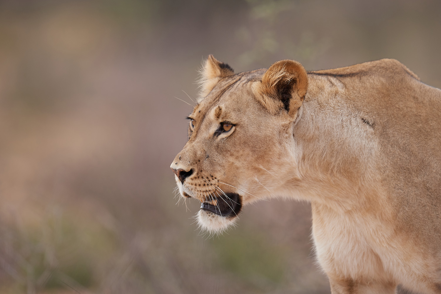 LÖWE - LION