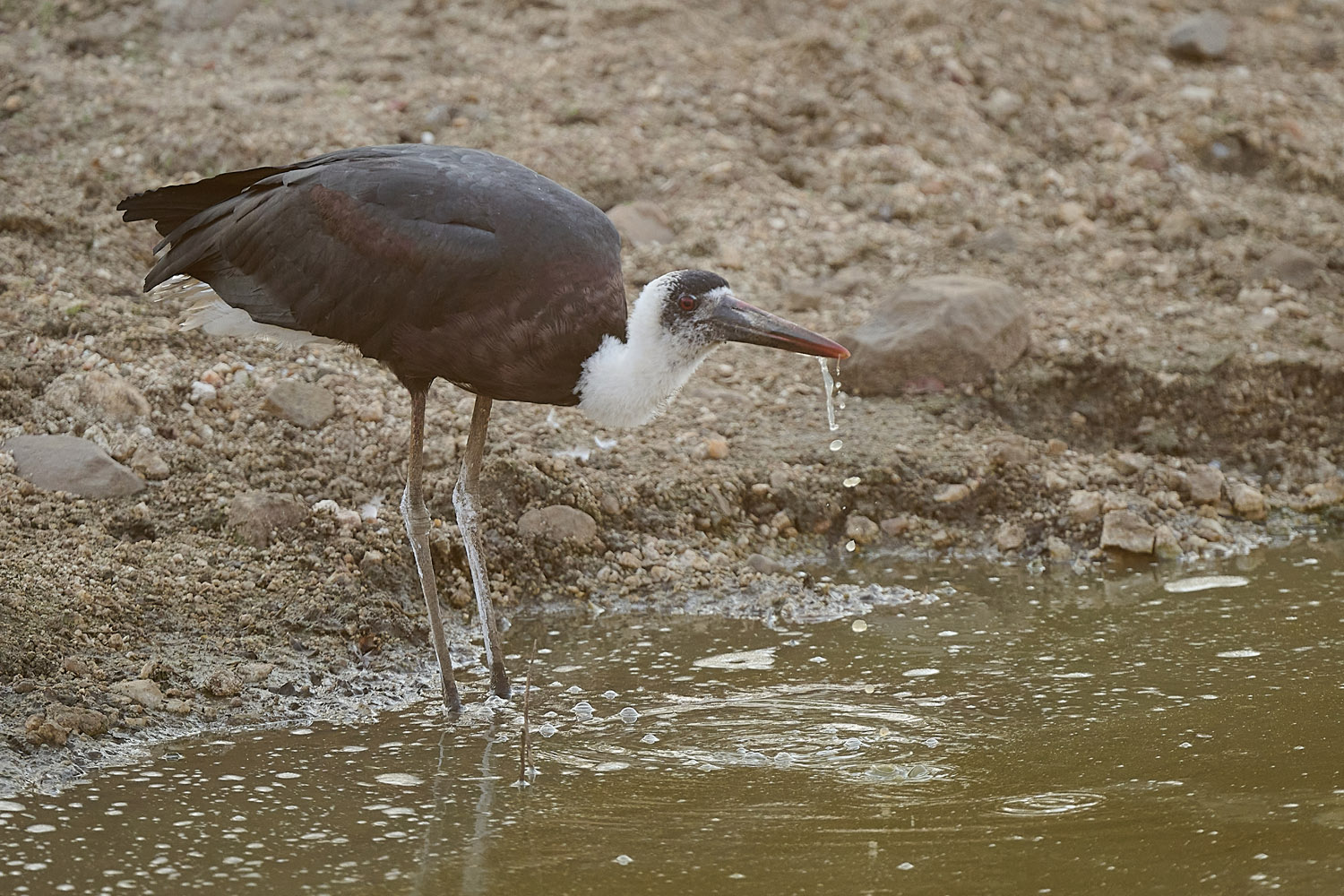 WOLLHALSSTORCH - WOOLLY-NECKED STORK