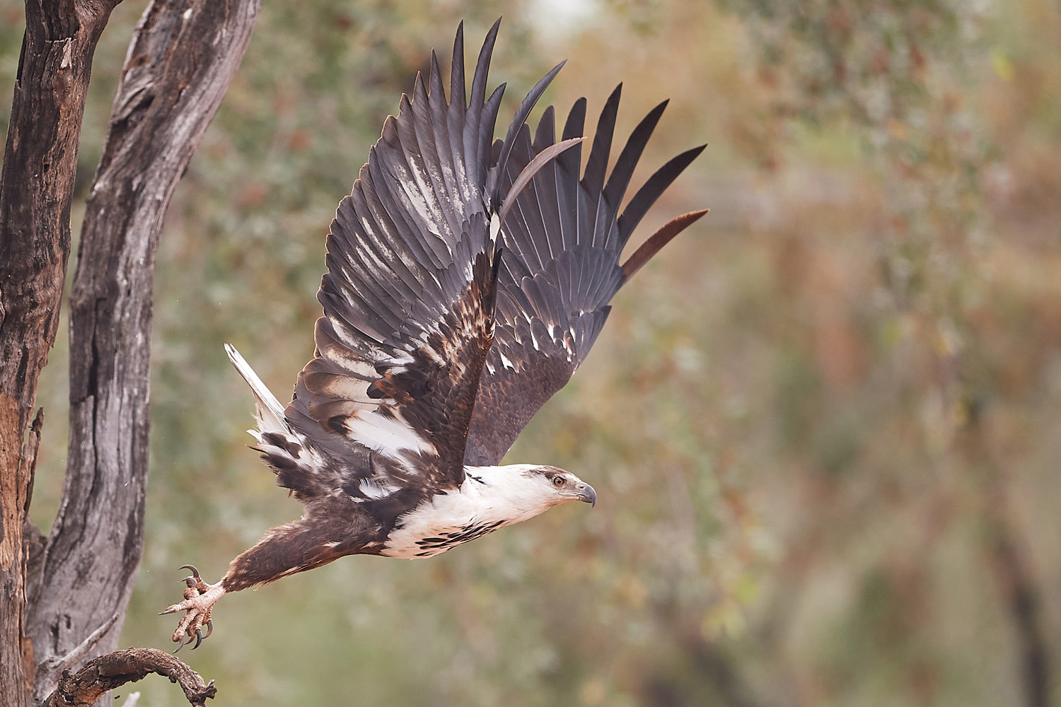 SCHREISEEADLER - AFRICAN FISH EAGLE